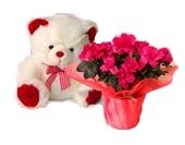 Envio y venta de flores ,rosas, plantas,arreglos florales ,regalos y desayunos a domicilio con delivery gratis en la Ciudad Autonoma de Buenos Aires y con costo de env�o en localidades del Gran Buenos Aires asi como delivery de flores y plantas a trav�s de florerias asociadas en todas las provincias de la Argentina, Buenos Aires, la Pampa, Tucuman, La Rioja, R�o Negro, Entre Rios, Corrientes, Misiones, Neuquen, Chubut, Tierra del Fuego, Santa Cruz, San Luis, Mendoza, Cordoba, Jujuy, Formosa, Santiago del Estero, Salta, Chaco, Catamarca ,San Juan, y ademas realizamos el delivery de flores ,coronas,palmas , plantas y regalos a todas las ciudades de Argentina, Mar del Plata, C�rdoba, Buenos Aires, con cargo en Santa Rosa, La Plata, Bella Vista, Neuquen, Pilar, Paran�, Posadas, Resistencia, Cipolleti y mas de 300 ciudades y localidades en todo el territorio de nuestro pa�s, asi como tambien tenemos la posibilidad de enviar flores a casi todo el mundo en cuestion de horas