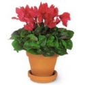 Envio y venta de flores ,rosas, plantas,arreglos florales ,regalos y desayunos a domicilio con delivery gratis en la Ciudad Autonoma de Buenos Aires y con costo de env�o en localidades del Gran Buenos Aires asi como delivery de flores y plantas a trav�s de florerias asociadas en todas las provincias de la Argentina, Buenos Aires, la Pampa, Tucuman, La Rioja, R�o Negro, Entre Rios, Corrientes, Misiones, Neuquen, Chubut, Tierra del Fuego, Santa Cruz, San Luis, Mendoza, Cordoba, Jujuy, Formosa, Santiago del Estero, Salta, Chaco, Catamarca ,San Juan, y ademas realizamos el delivery de flores ,coronas,palmas , plantas y regalos a todas las ciudades de Argentina, Mar del Plata, C�rdoba, Buenos Aires, con cargo en Santa Rosa, La Plata, Bella Vista, Neuquen, Pilar, Paran�, Posadas, Resistencia, Cipolleti y mas de 300 ciudades y localidades en todo el territorio de nuestro pa�s, asi como tambien tenemos la posibilidad de enviar flores a casi todo el mundo en cuestion de horas