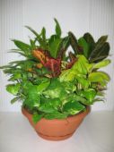 Envio y venta de flores ,rosas, plantas,arreglos florales ,regalos y desayunos a domicilio con delivery gratis en la Ciudad Autonoma de Buenos Aires y con costo de env�o en localidades del Gran Buenos Aires asi como delivery de flores y plantas a trav�s de florerias asociadas en todas las provincias de la Argentina, Buenos Aires, la Pampa, Tucuman, La Rioja, R�o Negro, Entre Rios, Corrientes, Misiones, Neuquen, Chubut, Tierra del Fuego, Santa Cruz, San Luis, Mendoza, Cordoba, Jujuy, Formosa, Santiago del Estero, Salta, Chaco, Catamarca ,San Juan, y ademas realizamos el delivery de flores ,coronas,palmas , plantas y regalos a todas las ciudades de Argentina, Mar del Plata, C�rdoba, Buenos Aires, con cargo en Santa Rosa, La Plata, Bella Vista, Neuquen, Pilar, Paran�, Posadas, Resistencia, Cipolleti y mas de 300 ciudades y localidades en todo el territorio de nuestro pa�s, asi como tambien tenemos la posibilidad de enviar flores a casi todo el mundo en cuestion de horas
