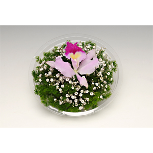 Envio y venta de flores ,rosas, plantas,arreglos florales ,regalos y desayunos a domicilio con delivery gratis en la Ciudad Autonoma de Buenos Aires y con costo de env�o en localidades del Gran Buenos Aires asi como delivery de flores y plantas a trav�s de florerias asociadas en todas las provincias de la Argentina, Buenos Aires, la Pampa, Tucuman, La Rioja, R�o Negro, Entre Rios, Corrientes, Misiones, Neuquen, Chubut, Tierra del Fuego, Santa Cruz, San Luis, Mendoza, Cordoba, Jujuy, Formosa, Santiago del Estero, Salta, Chaco, Catamarca ,San Juan, y ademas realizamos el delivery de flores ,coronas,palmas , plantas y regalos a todas las ciudades de Argentina, Mar del Plata, C�rdoba, Buenos Aires, con cargo en Santa Rosa, La Plata, Bella Vista, Neuquen, Pilar, Paran�, Posadas, Resistencia, Cipolleti y mas de 300 ciudades y localidades en todo el territorio de nuestro pa�s, asi como tambien tenemos la posibilidad de enviar flores a casi todo el mundo en cuestion de horas