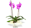 Envio y venta de flores ,rosas, plantas,arreglos florales ,regalos y desayunos a domicilio con delivery gratis en la Ciudad Autonoma de Buenos Aires y con costo de env�o en localidades del Gran Buenos Aires asi como delivery de flores y plantas a trav�s de florerias asociadas en todas las provincias de la Argentina, Buenos Aires, la Pampa, Tucuman, La Rioja, R�o Negro, Entre Rios, Corrientes, Misiones, Neuquen, Chubut, Tierra del Fuego, Santa Cruz, San Luis, Mendoza, Cordoba, Jujuy, Formosa, Santiago del Estero, Salta, Chaco, Catamarca ,San Juan, y ademas realizamos el delivery de flores ,coronas,palmas , plantas y regalos a todas las ciudades de Argentina, Mar del Plata, C�rdoba, Buenos Aires, con cargo en Santa Rosa, La Plata, Bella Vista, Neuquen, Pilar, Paran�, Posadas, Resistencia, Cipolleti y mas de 300 ciudades y localidades en todo el territorio de nuestro pa�s, asi como tambien tenemos la posibilidad de enviar flores a casi todo el mundo en cuestion de horas