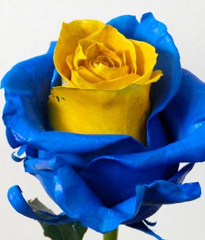 Envio y venta de flores ,rosas, plantas,arreglos florales ,regalos y desayunos a domicilio con delivery gratis en la Ciudad Autonoma de Buenos Aires y con costo de env�o en localidades del Gran Buenos Aires asi como delivery de flores y plantas a trav�s de florerias asociadas en todas las provincias de la Argentina, Buenos Aires, la Pampa, Tucuman, La Rioja, R�o Negro, Entre Rios, Corrientes, Misiones, Neuquen, Chubut, Tierra del Fuego, Santa Cruz, San Luis, Mendoza, Cordoba, Jujuy, Formosa, Santiago del Estero, Salta, Chaco, Catamarca ,San Juan, y ademas realizamos el delivery de flores ,coronas,palmas , plantas y regalos a todas las ciudades de Argentina, Mar del Plata, C�rdoba, Buenos Aires, con cargo en Santa Rosa, La Plata, Bella Vista, Neuquen, Pilar, Paran�, Posadas, Resistencia, Cipolleti y mas de 300 ciudades y localidades en todo el territorio de nuestro pa�s, asi como tambien tenemos la posibilidad de enviar flores a casi todo el mundo en cuestion de horas