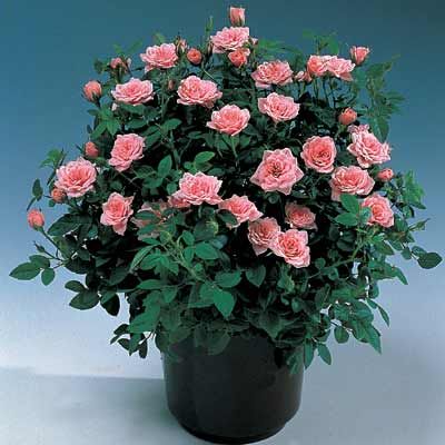 Envio y venta de flores ,rosas, plantas,arreglos florales ,regalos y desayunos a domicilio con delivery gratis en la Ciudad Autonoma de Buenos Aires y con costo de envo en localidades del Gran Buenos Aires asi como delivery de flores y plantas a travs de florerias asociadas en todas las provincias de la Argentina, Buenos Aires, la Pampa, Tucuman, La Rioja, Ro Negro, Entre Rios, Corrientes, Misiones, Neuquen, Chubut, Tierra del Fuego, Santa Cruz, San Luis, Mendoza, Cordoba, Jujuy, Formosa, Santiago del Estero, Salta, Chaco, Catamarca ,San Juan, y ademas realizamos el delivery de flores ,coronas,palmas , plantas y regalos a todas las ciudades de Argentina, Mar del Plata, Crdoba, Buenos Aires, con cargo en Santa Rosa, La Plata, Bella Vista, Neuquen, Pilar, Paran, Posadas, Resistencia, Cipolleti y mas de 300 ciudades y localidades en todo el territorio de nuestro pas, asi como tambien tenemos la posibilidad de enviar flores a casi todo el mundo en cuestion de horas